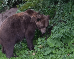 Γιατί ο Παναθηναϊκός παρουσίασε την ενδεκάδα του με μία... αρκούδα (video)