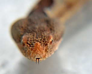 Σοκαριστικό συμβάν στη Λαμία - Οχιά δάγκωσε ποδοσφαιριστή