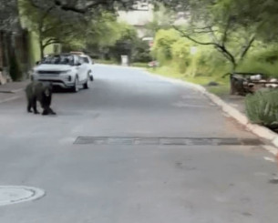 Αντιμέτωπος με... αρκούδα ο Κορέα - Σοκαριστικό βίντεο