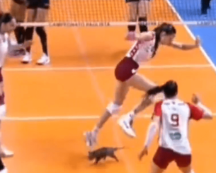 Απίστευτο σκηνικό στη Βραζιλία: Οπόσουμ εισέβαλε στο γήπεδο σε αγώνα βόλεϊ (video)