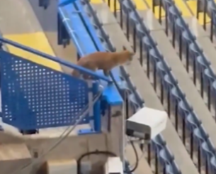 Αλεπού εισέβαλε στο γήπεδο πριν το παιχνίδι της Τσέλσι με την Μπαρτσελόνα! (video)