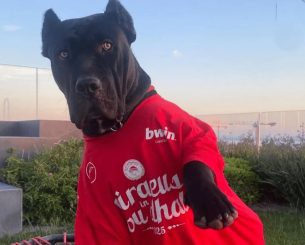 Μεγάλη η πέραση της πανηγυρικής μπλούζας του Ολυμπιακού, στα «ερυθρόλευκα» και ο σκύλος του Μιλουτίνοφ Μεγάλη η πέραση της πανηγυρικής μπλούζας του Ολυμπιακού, στα «ερυθρόλευκα» και ο σκύλος του Μιλουτίνοφ