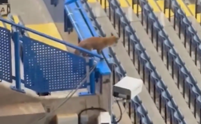 Αλεπού εισέβαλε στο γήπεδο πριν το παιχνίδι της Τσέλσι με την Μπαρτσελόνα! (video)