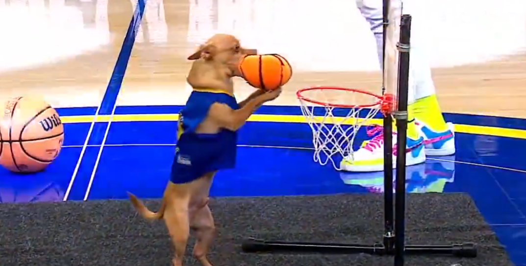 Σκύλος κάρφωσε σε παρκέ του NBA κι έγινε viral ! (video)