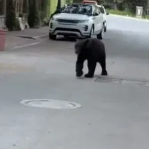 Αντιμέτωπος με... αρκούδα ο Κορέα - Σοκαριστικό βίντεο