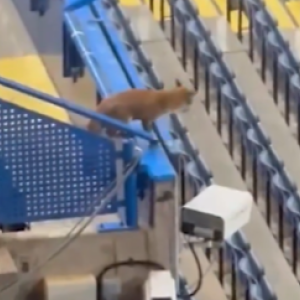 Αλεπού εισέβαλε στο γήπεδο πριν το παιχνίδι της Τσέλσι με την Μπαρτσελόνα! (video)